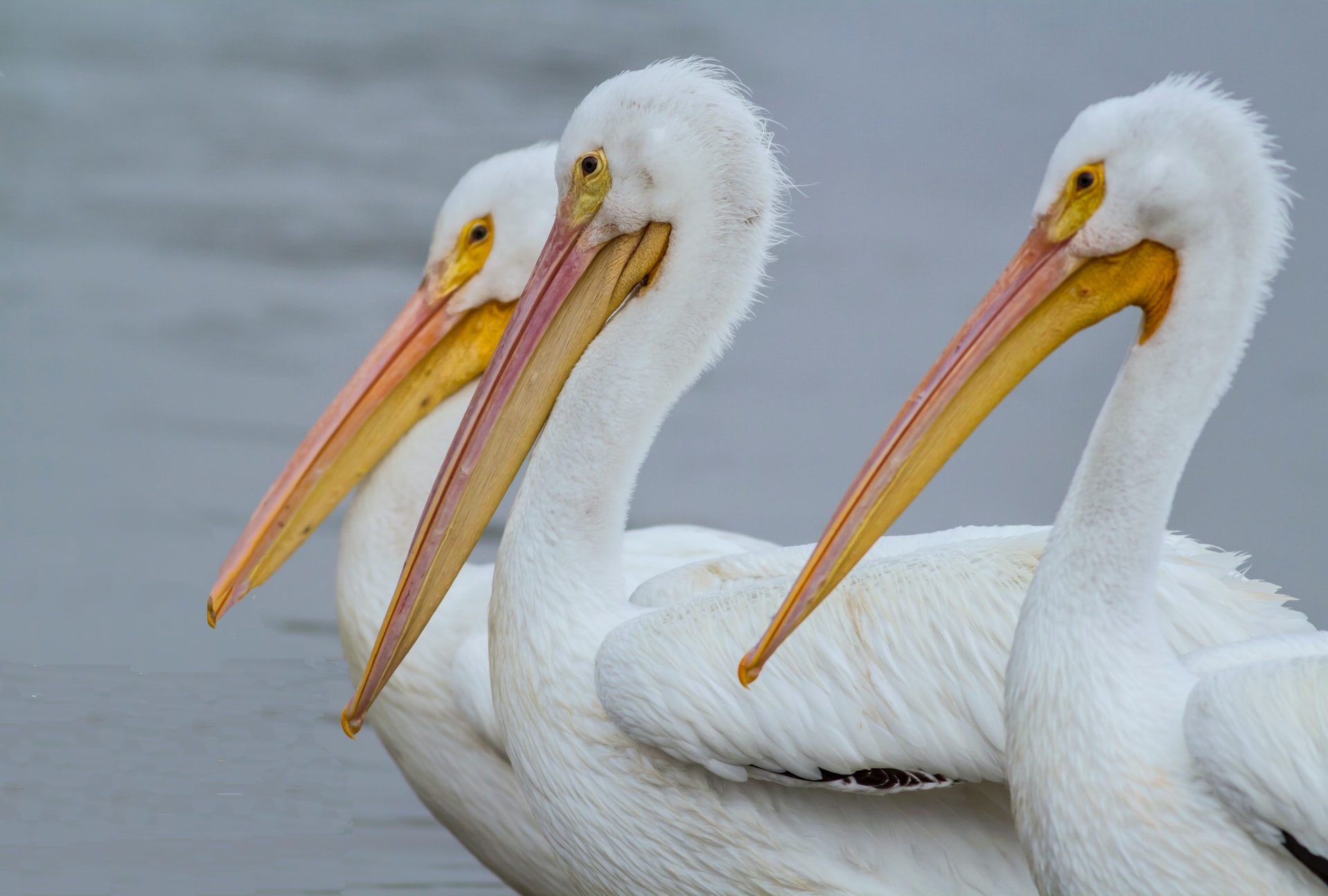 Three American white pelicans in a row in North Dakota