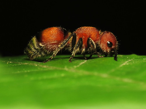 How To Get Rid Of Velvet Ants Ants Com