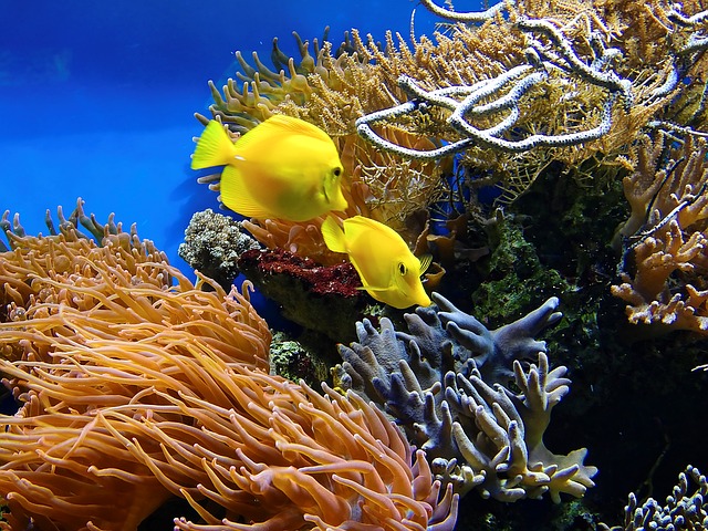 Two yellow salt water fish swimming by a coral reef