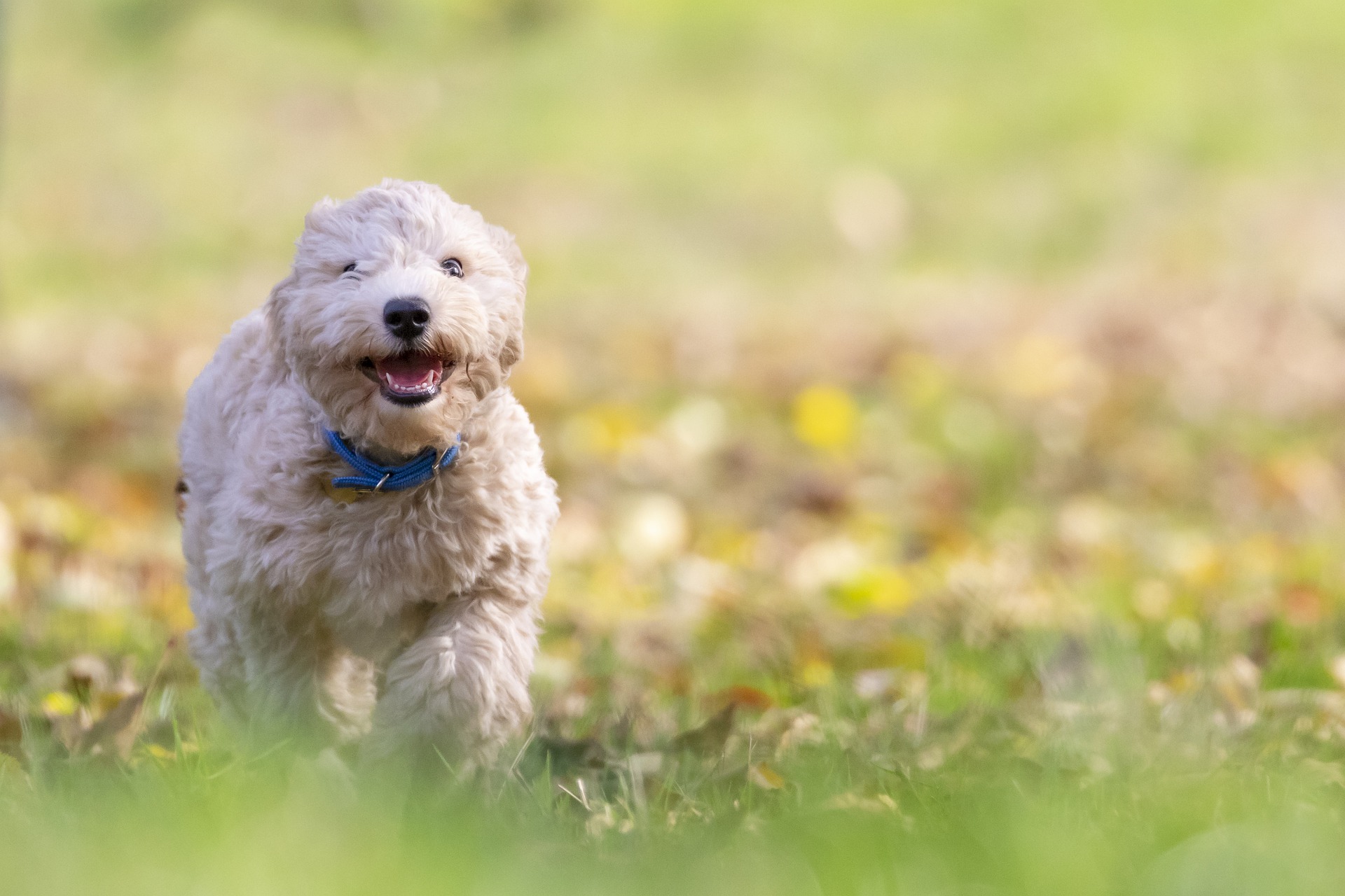 puppy running through a field