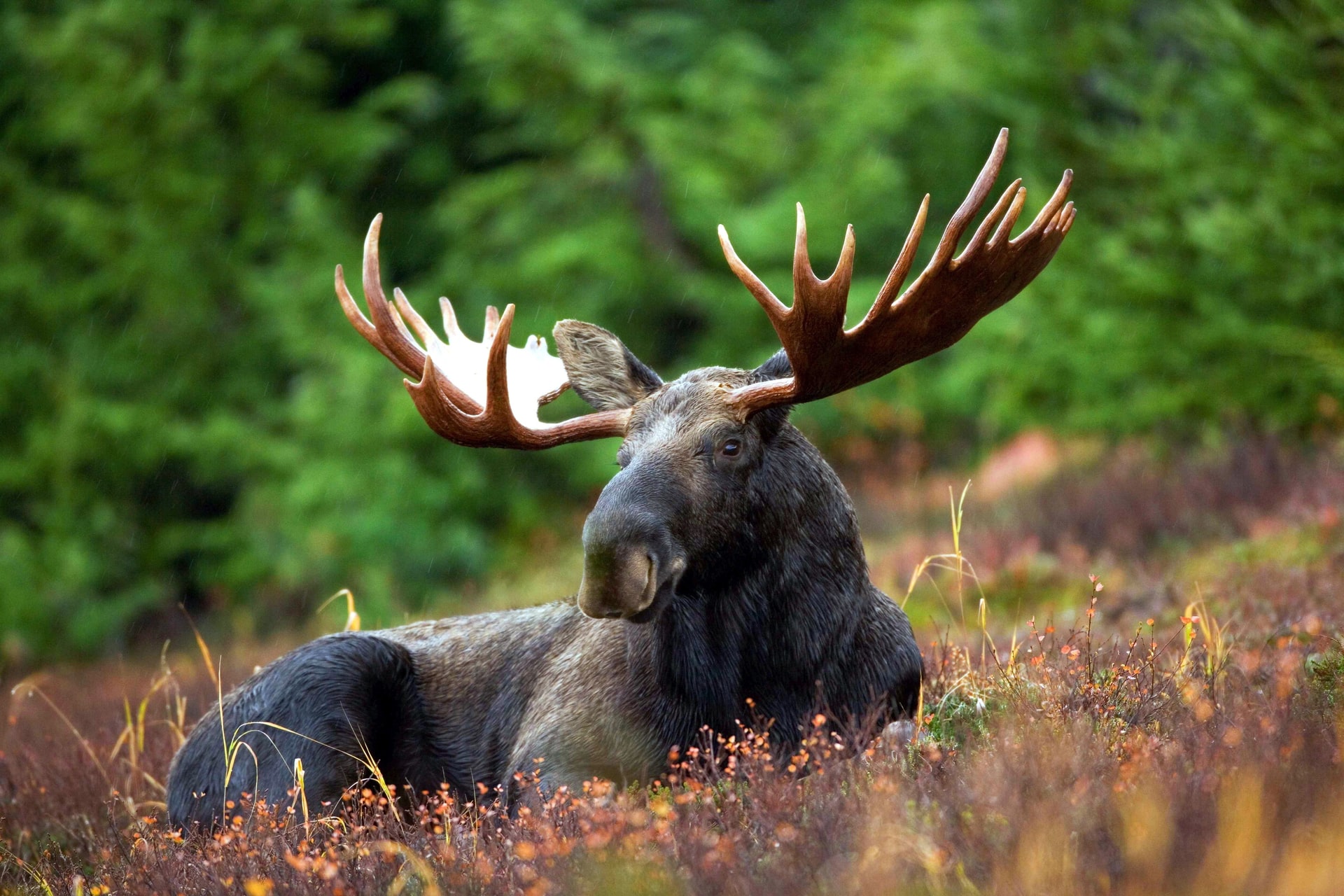Moose sitting in grass