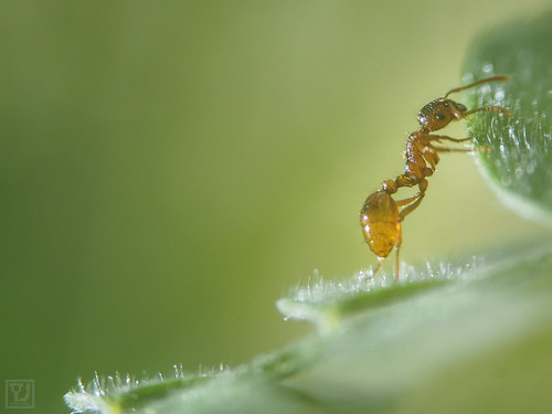 How To Get Rid Of Ants In Your Garden Ants Com