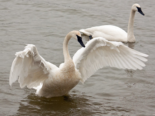 Two swans in lake, one flapping wings